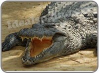 Crocodile Park Torremolinos