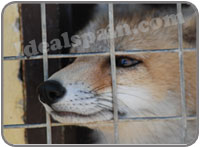 Foxes at the Wolf Park