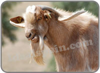 Goats at the Wolf Park