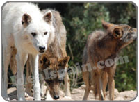 Lobo Park Spain