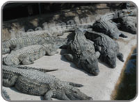 Crocodile Park Torremolinos