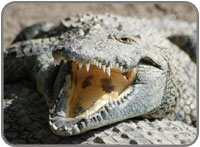 Crocodile Park Torremolinos