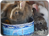 Rabbits at the Wolf Park