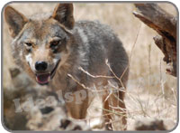 Lobo Park Spain