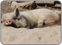 Pigs at the Lobo Park