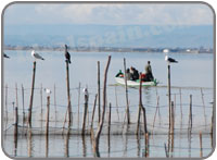 Albufera lagoon