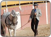 El Cartujano Horse Show