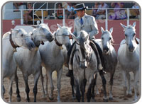 El Cartujano Horse Show