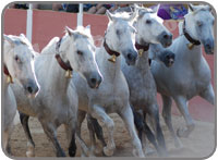 El Cartujano Horse Show