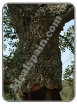 Cork oak tree