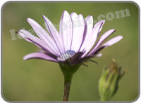 Spanish flowers