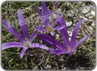 Wild orchids in Spain