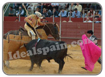 Bullfight