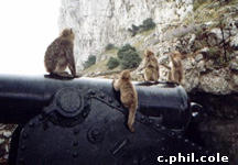 The monkeys in Gibraltar